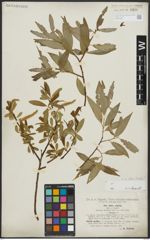 Foto von Salix alba L. x Salix fragilis L.